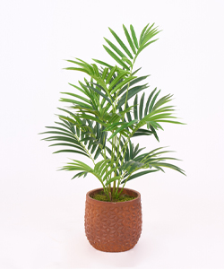 MİNİ AREKA 80CM