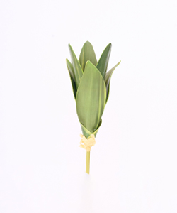 MINI SANSEVERIA 20CM