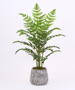 FERN TREE 90CM