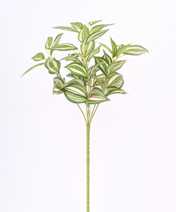 TRADESCANTIA DEMET YEŞİLLİK 40CM