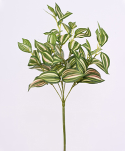TRADESCANTIA DEMET YEŞİLLİK 40CM