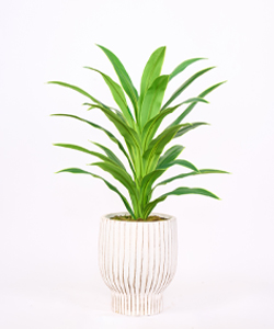 YUCCA 100CM