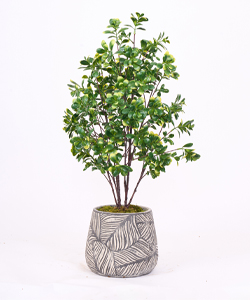 UV MINI PITTOSPORUM SPRAY 88CM