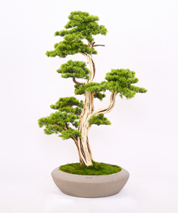 BONSAI 130 CM AĞAÇ SAKSILI