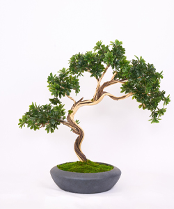 PITTISPORUM 120 CM SAKSILI