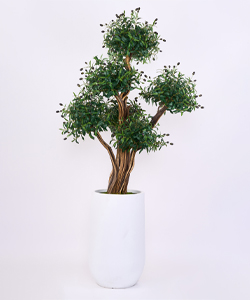 240 CM ZEYTIN AĞACI SAKSILI